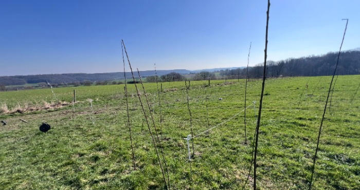 planting hedge